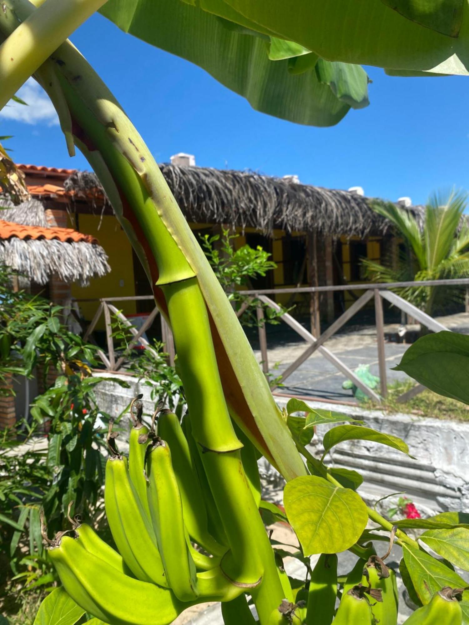 Pousada Rancho Sol Nascente Тутоя Экстерьер фото
